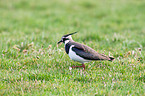 lapwing