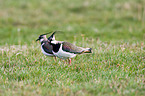 lapwings