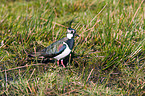 lapwing
