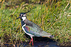 lapwing