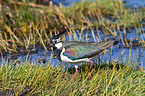 lapwing