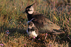 lapwing