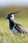 lapwing