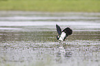 lapwing