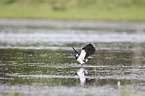 lapwing
