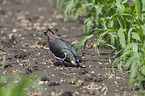 lapwing