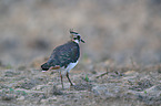 lapwing