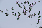 lapwings