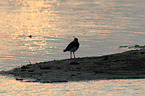 lapwing