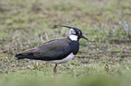 lapwing