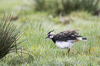 lapwing