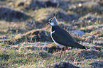 lapwing