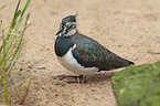 lapwing