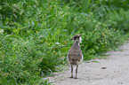 lapwing