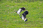 squabbling lapwings