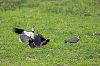 three lapwings