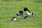 three lapwings