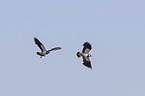 flying lapwings