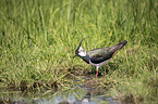 lapwing