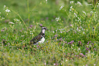 lapwing