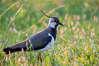 lapwing
