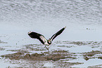 lapwing