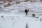 lapwing
