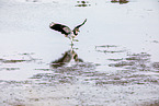 lapwing