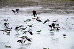 lapwings