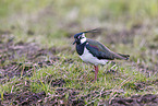 lapwing