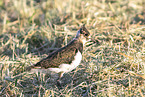 lapwing
