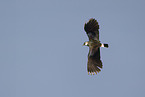 lapwing