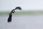lapwing