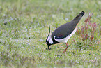 lapwing