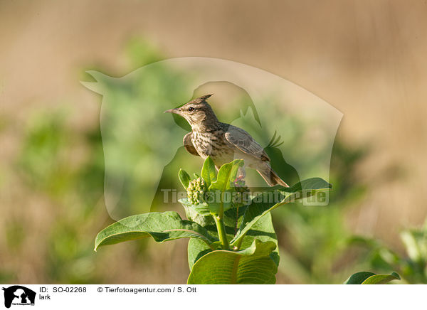 lark / SO-02268