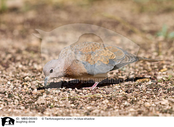 laughing dove / MBS-06093