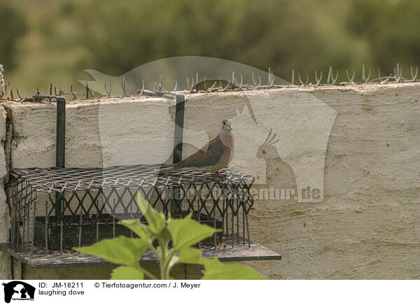 Palmtaube / laughing dove / JM-18211