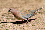 laughing dove