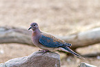 laughing dove