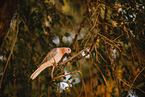 laughing dove