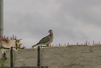 laughing dove