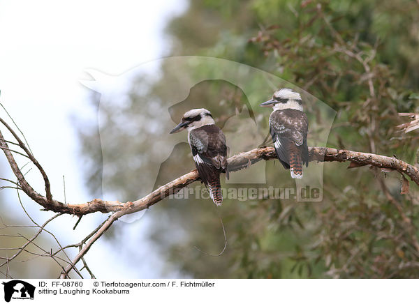 sitzende Jgerliest / sitting Laughing Kookaburra / FF-08760