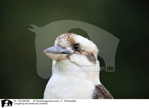 Jgerliest Portrait / Laughing Kookaburra portrait / FF-08766