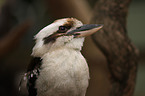 Kookaburra