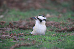sitting Laughing Kookaburra
