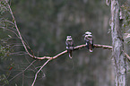sitting Laughing Kookaburra