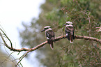 sitting Laughing Kookaburra