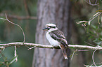 sitting Laughing Kookaburra