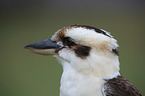 Laughing Kookaburra portrait