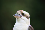 Laughing Kookaburra portrait